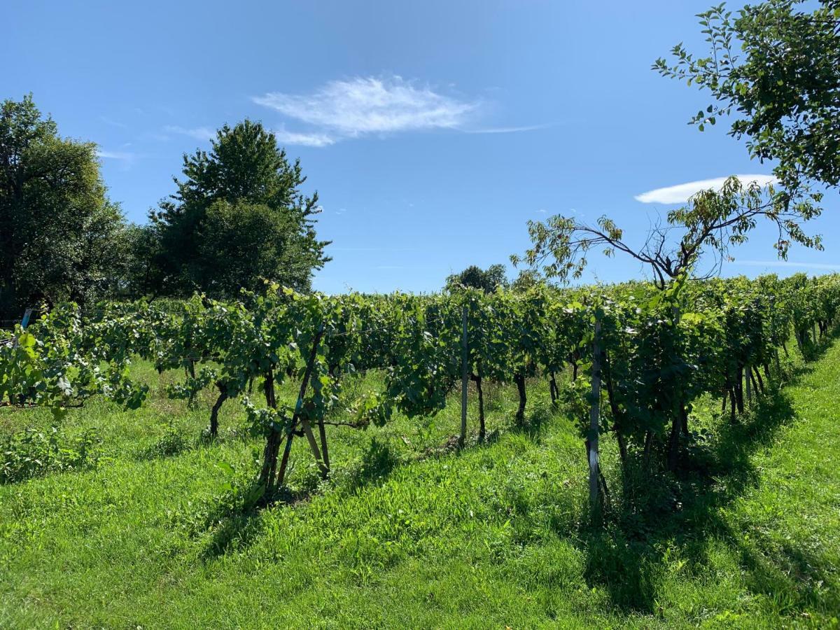 Urlaub Im Weingarten Winten  Exterior photo